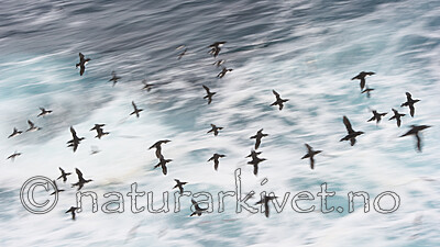 BB 13 0618 / Uria aalge / Lomvi